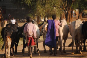 Kühe in Karamoja